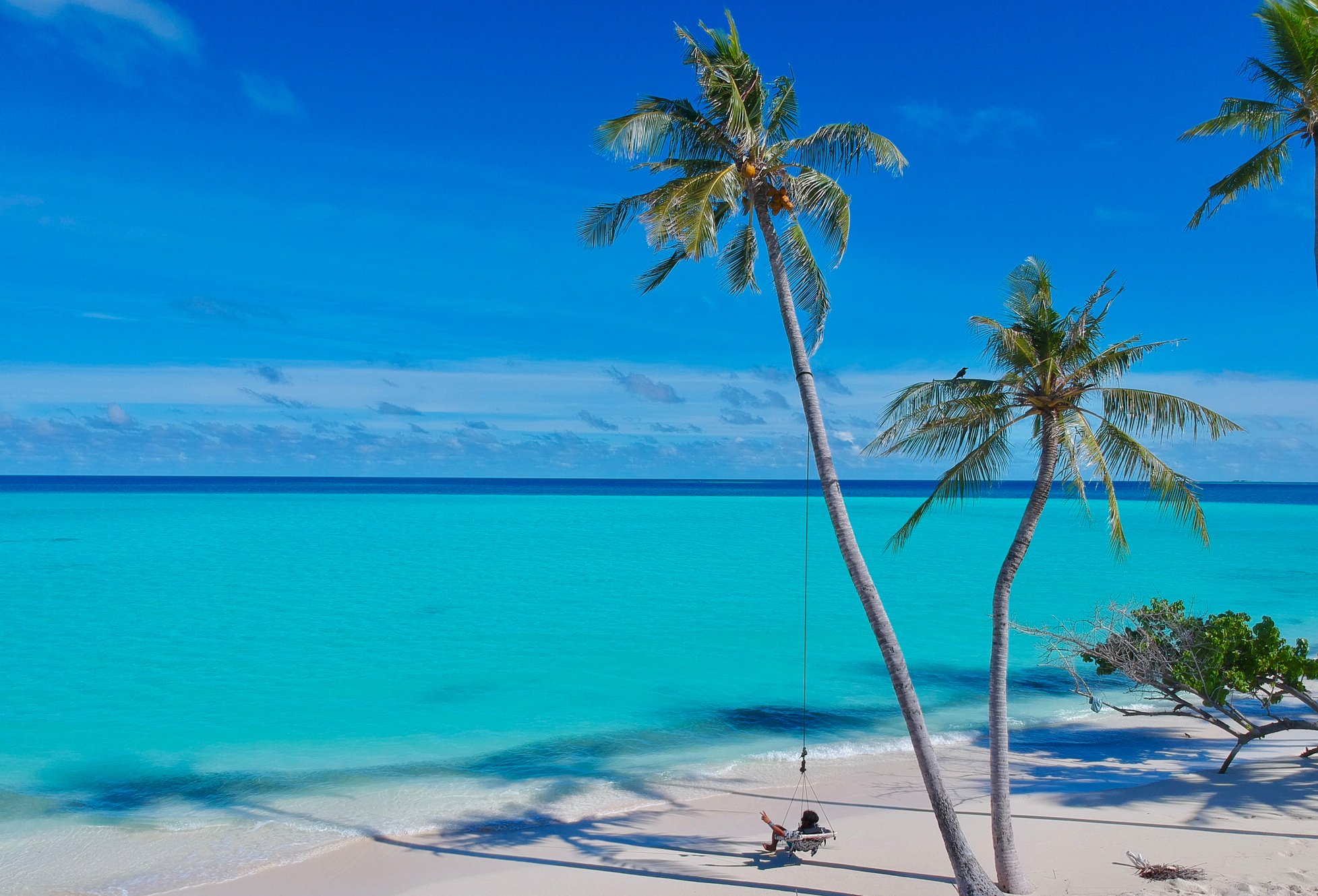 Palm Tree On The Beach