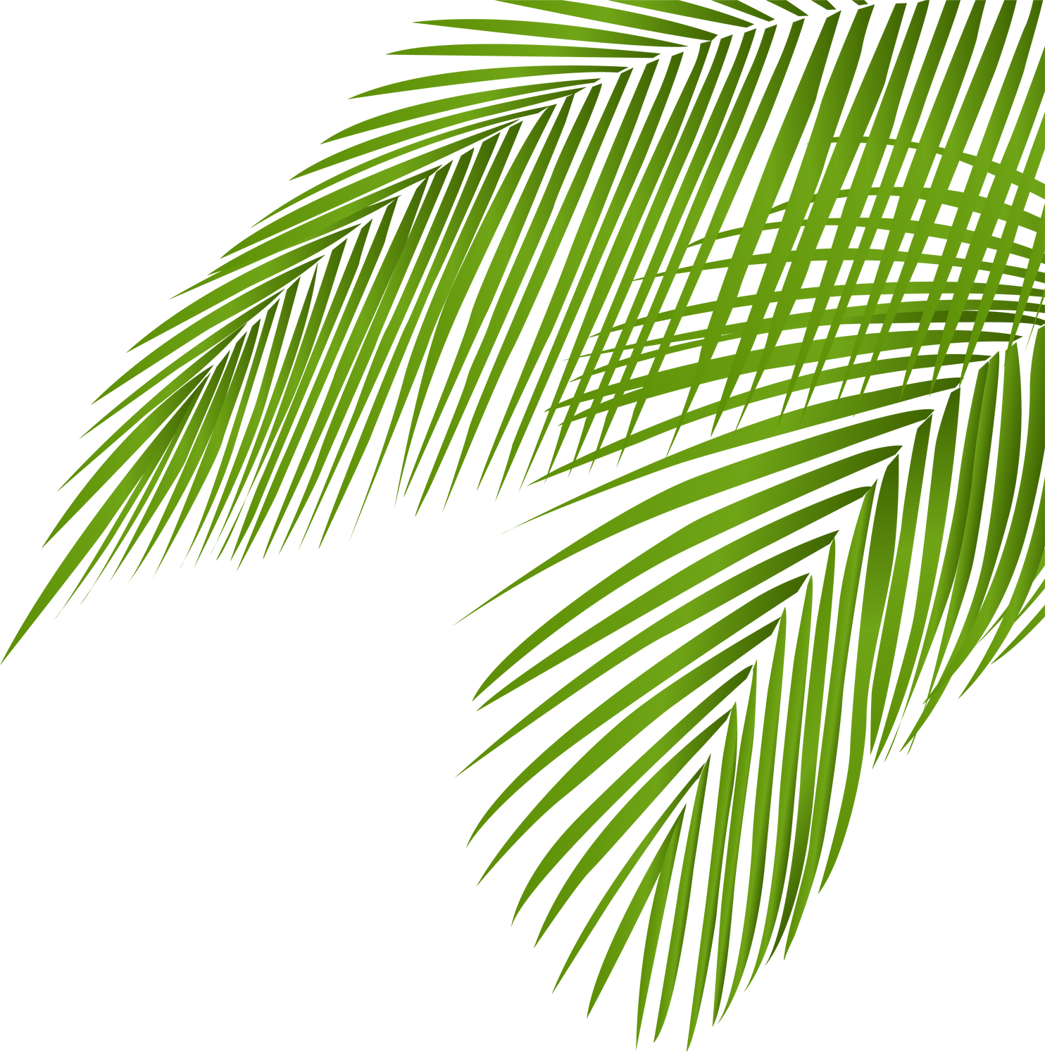 Summer coconut palm tree leaf coner decoration